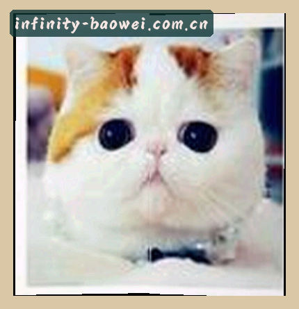 婷婷